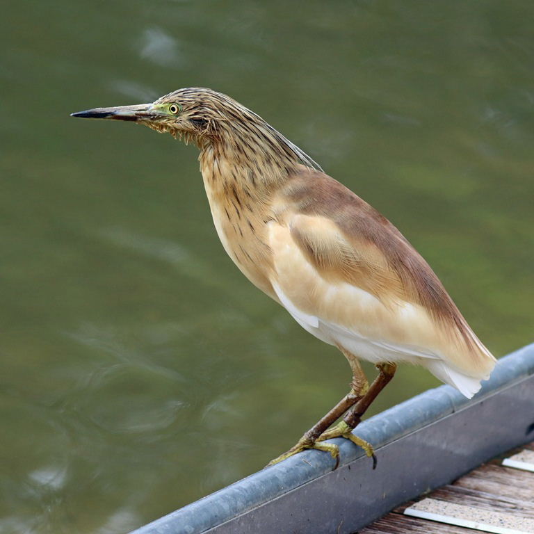 Squacco Heron