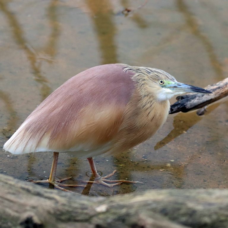 Squacco Heron