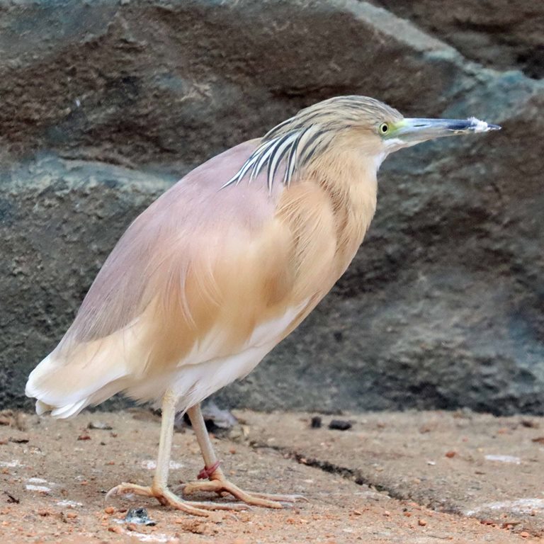 Squacco Heron