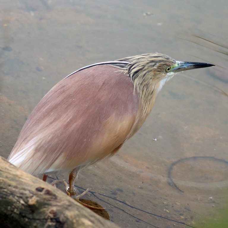 Squacco Heron