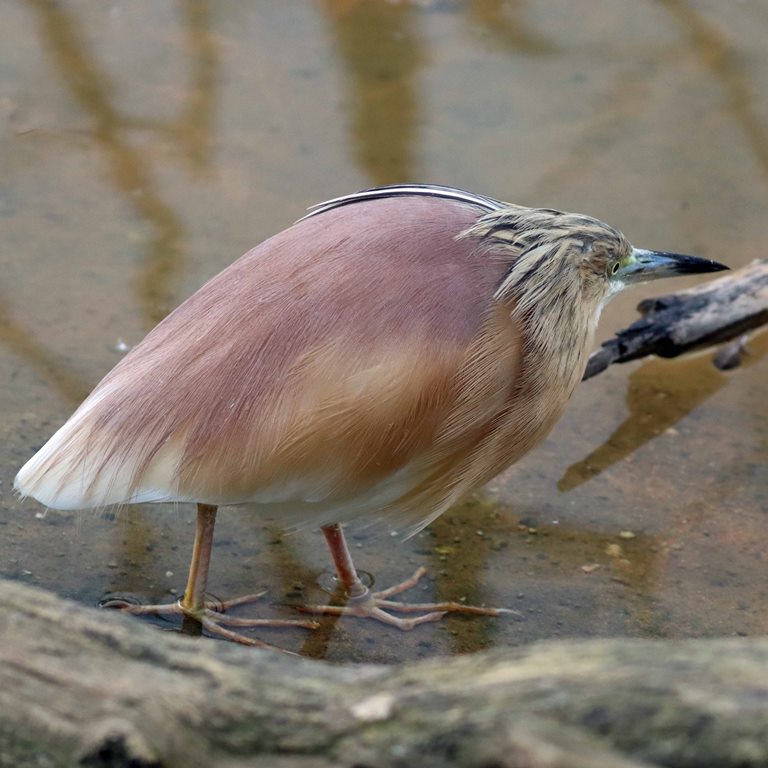 Squacco Heron