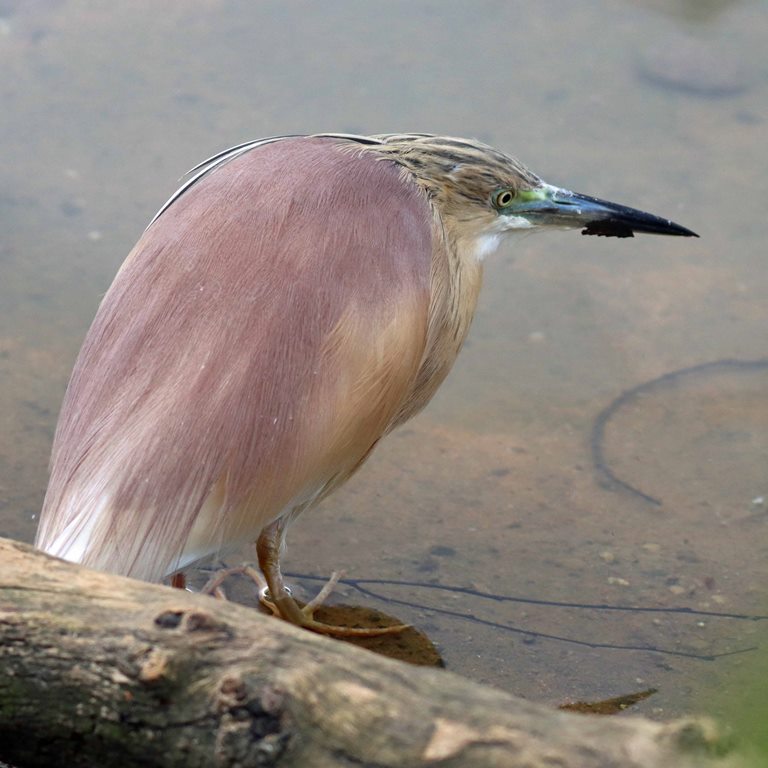 Squacco Heron