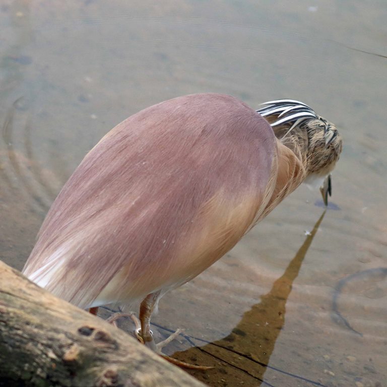 Squacco Heron