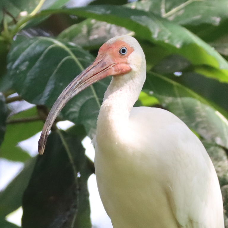 American White Ibis