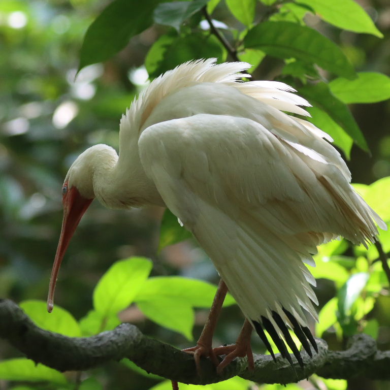 American White Ibis