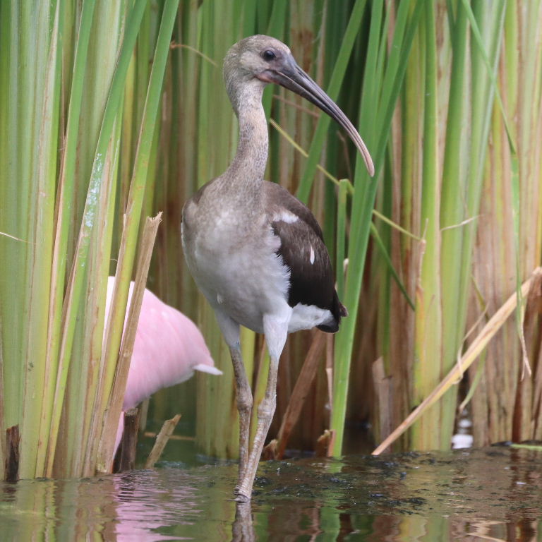 juvenile American White Ibis