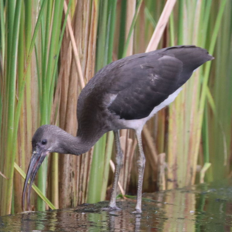 juvenile American White Ibis