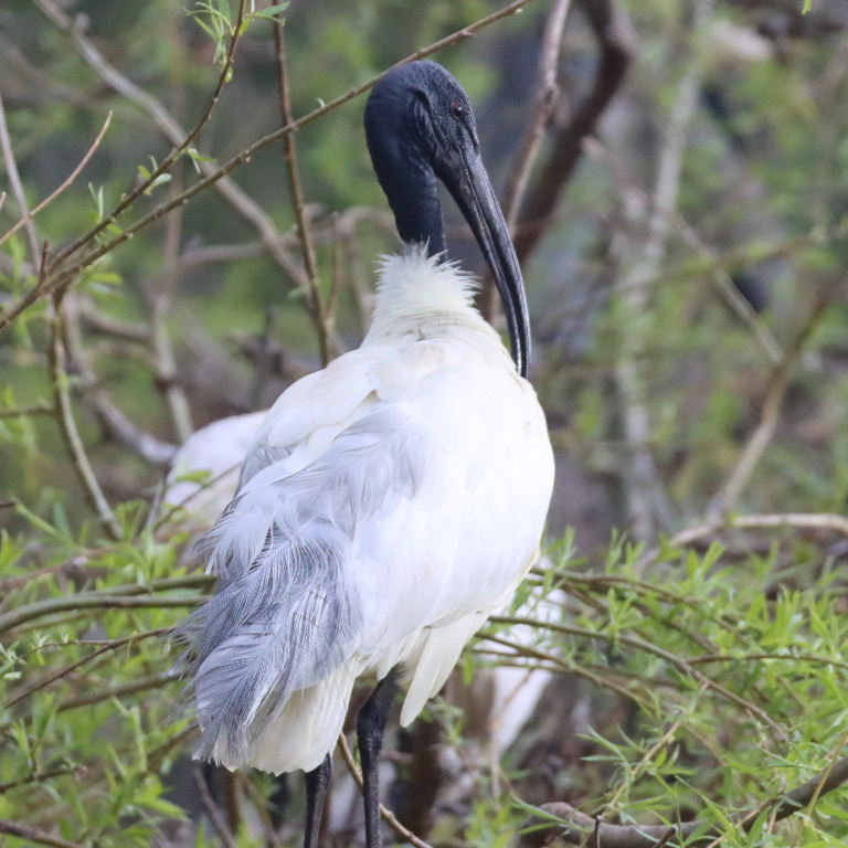 Black-headed Ibis