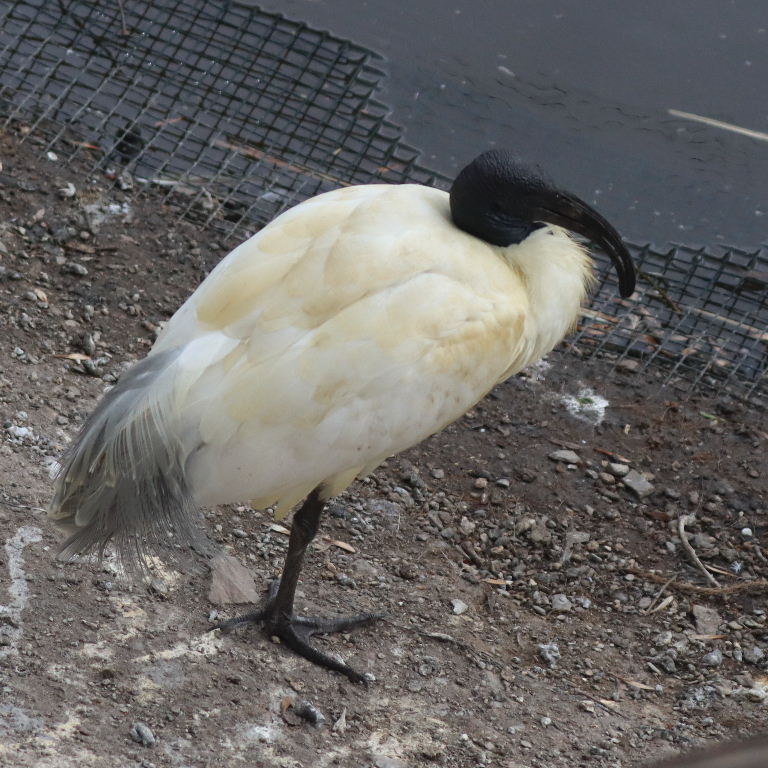 Black-headed Ibis