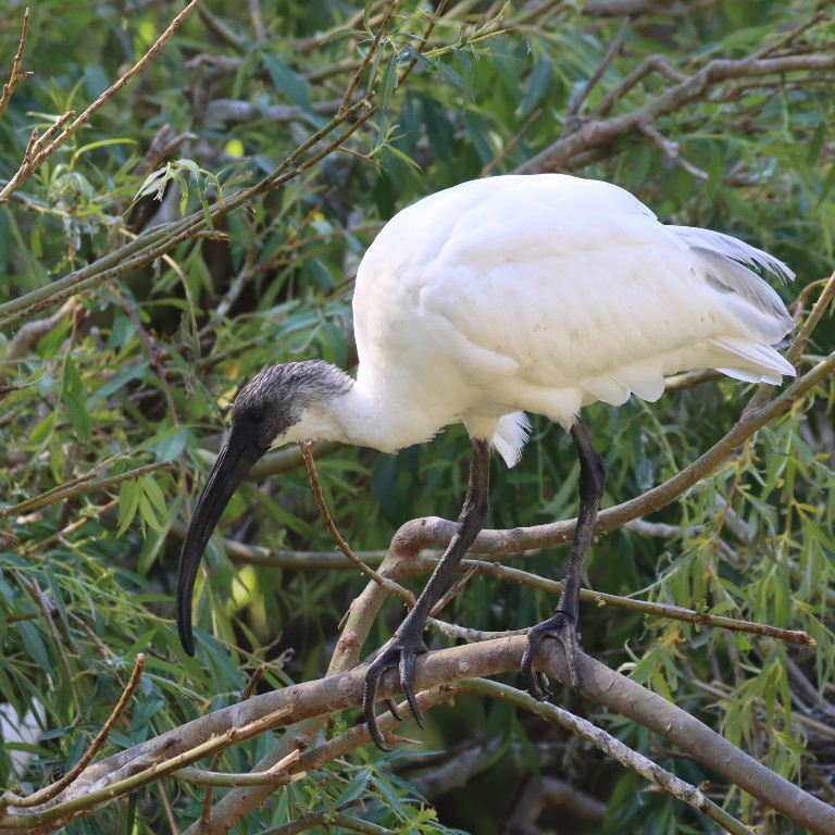 Black-headed Ibis