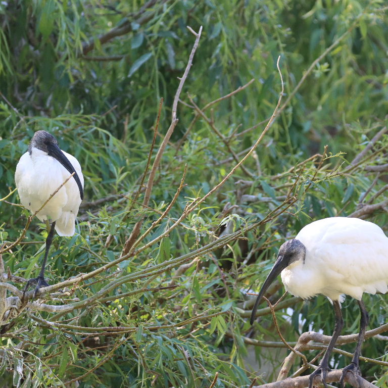 Black-headed Ibis