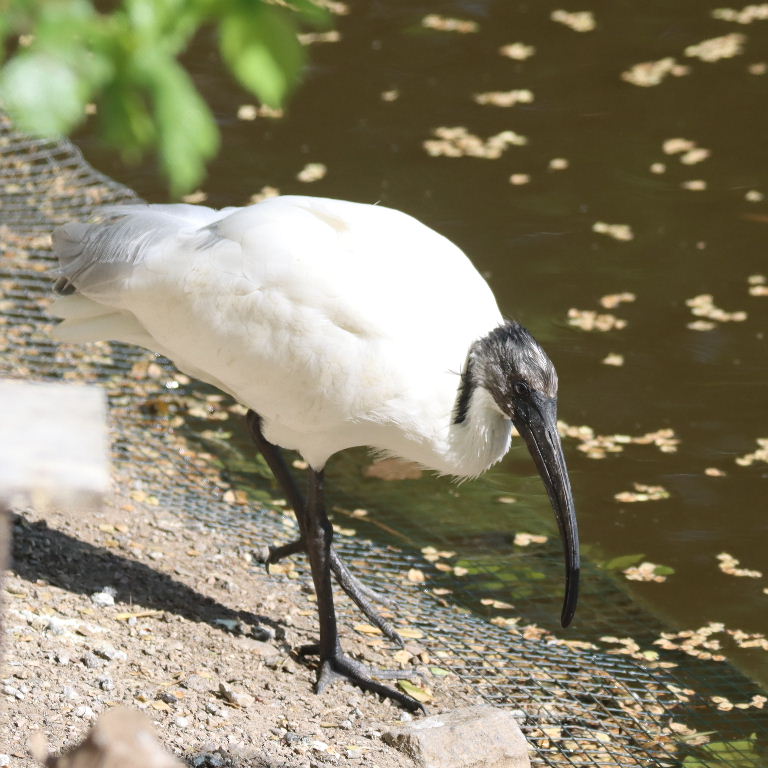 Black-headed Ibis