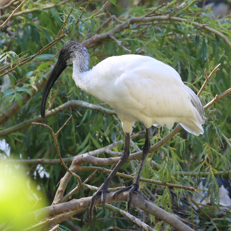 Black-headed Ibis