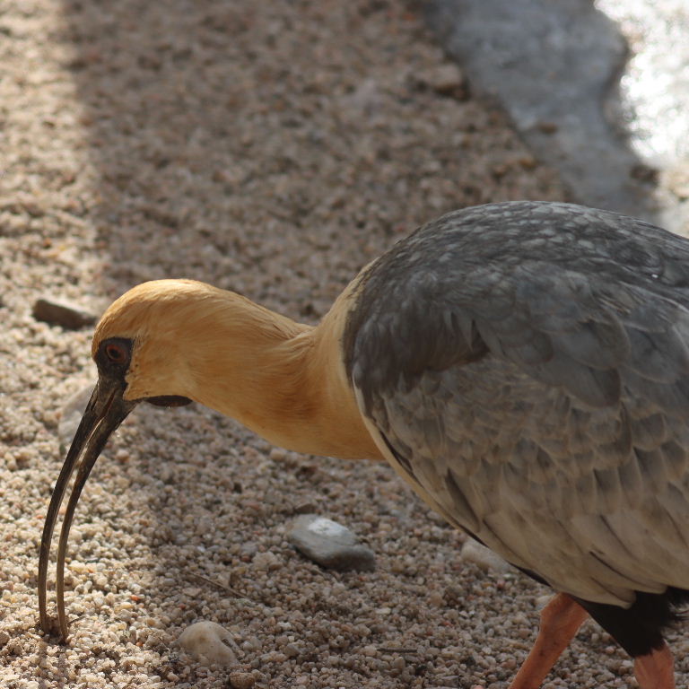 Black-faced Ibis