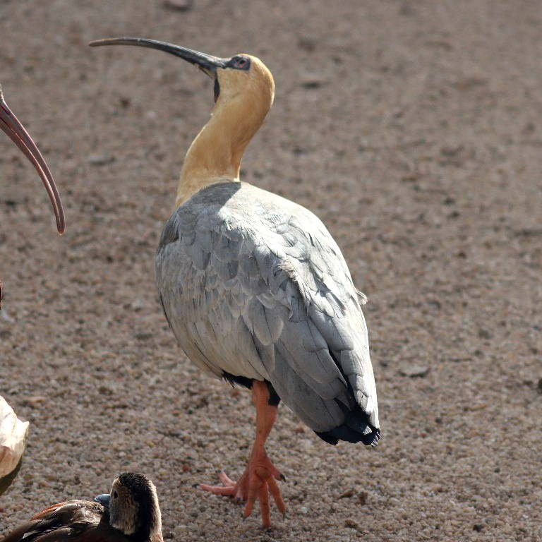 Black-faced Ibis