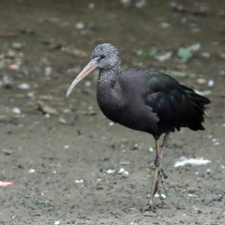 Glossy Ibis
