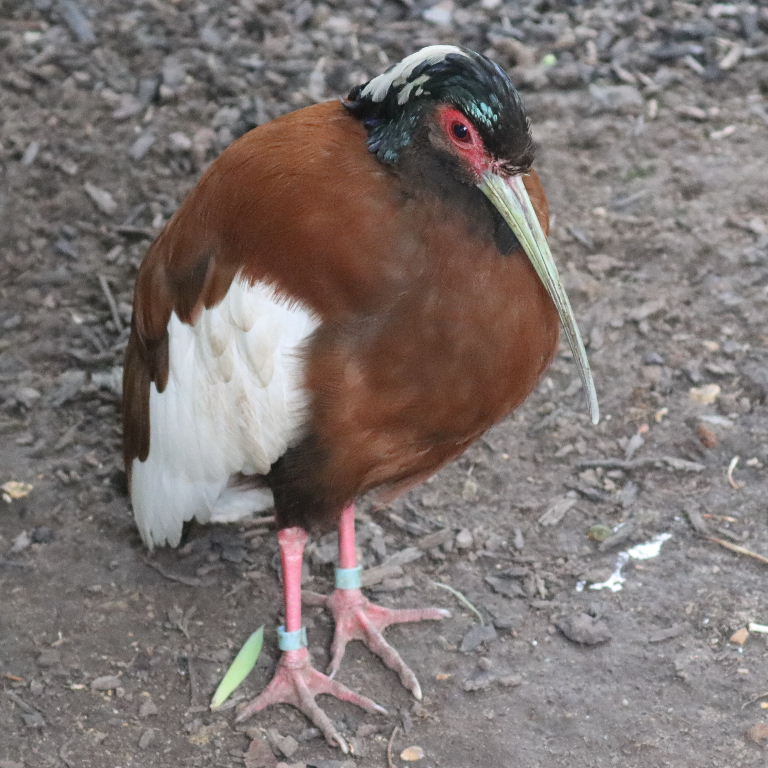 Malagasy Crested Ibis