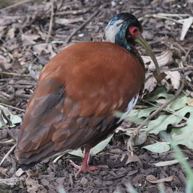 Madagascr Crested Ibis
