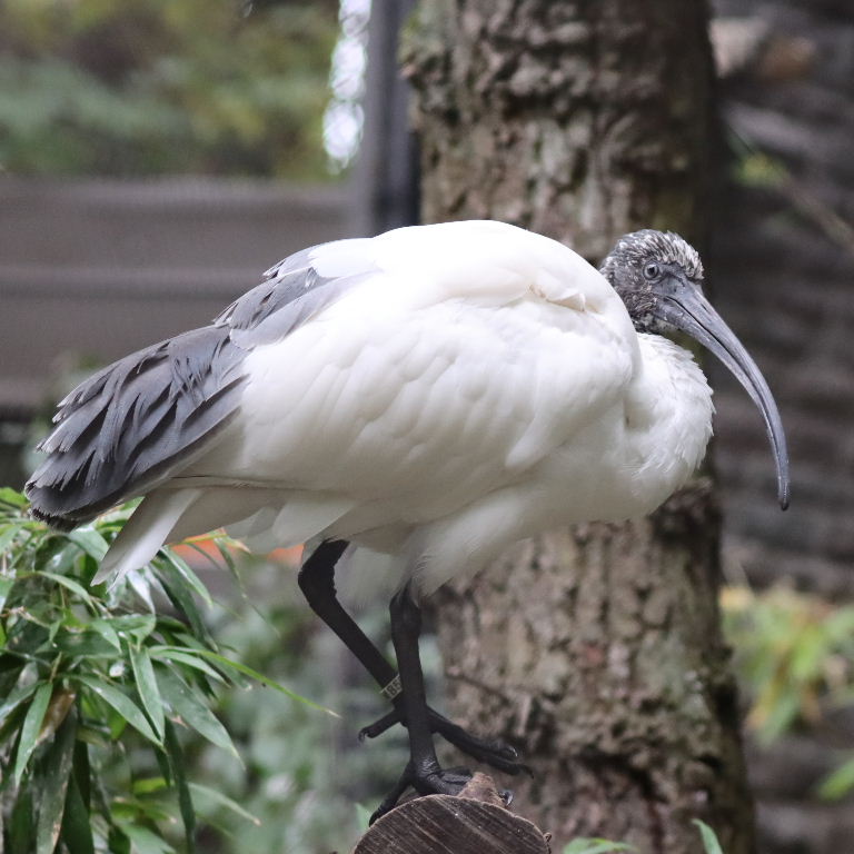 Malagasy Sacred Ibis