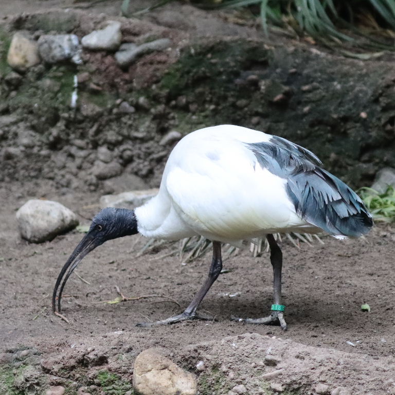Madagascar Sacred Ibis