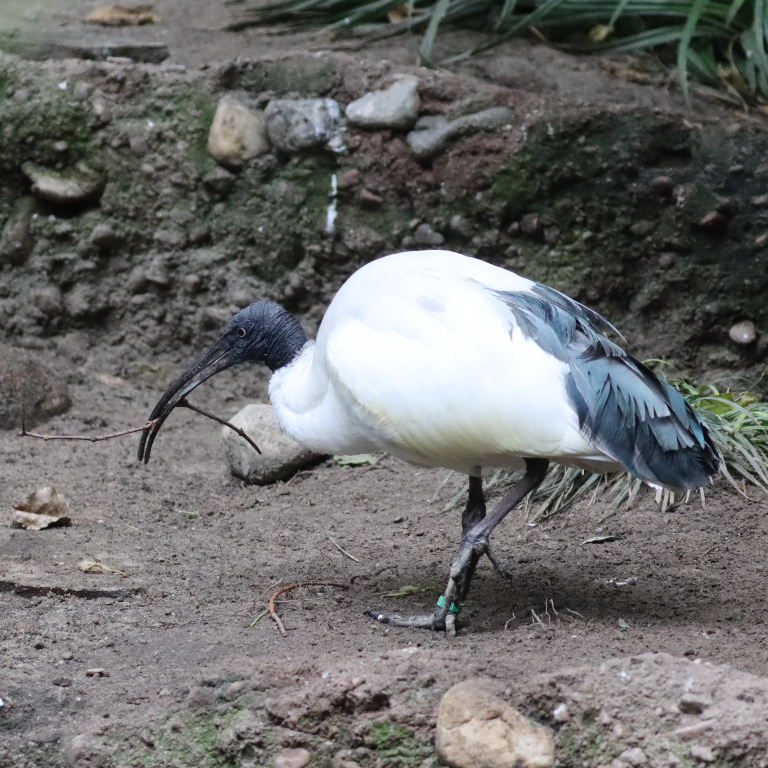 Malagasy Sacred Ibis