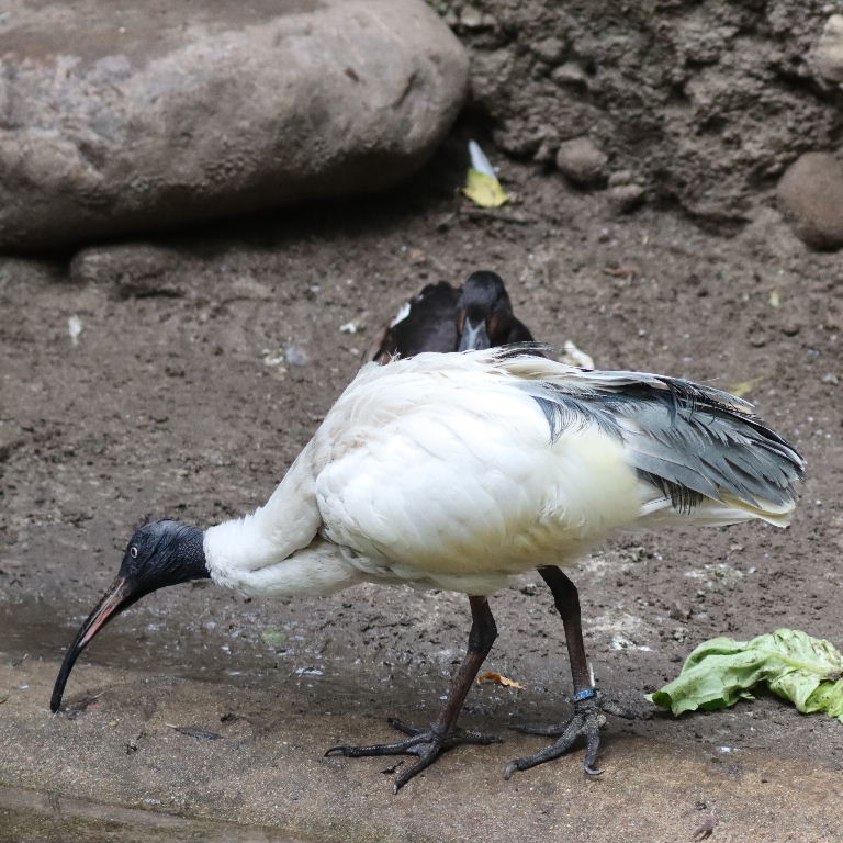 Malagasy Sacred Ibis