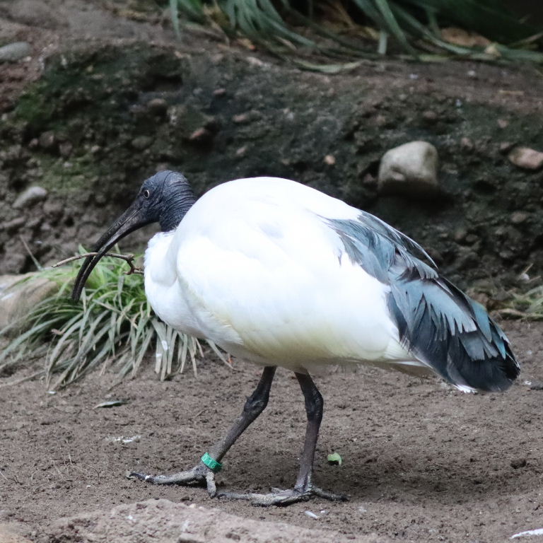 Madagascar Sacred Ibis