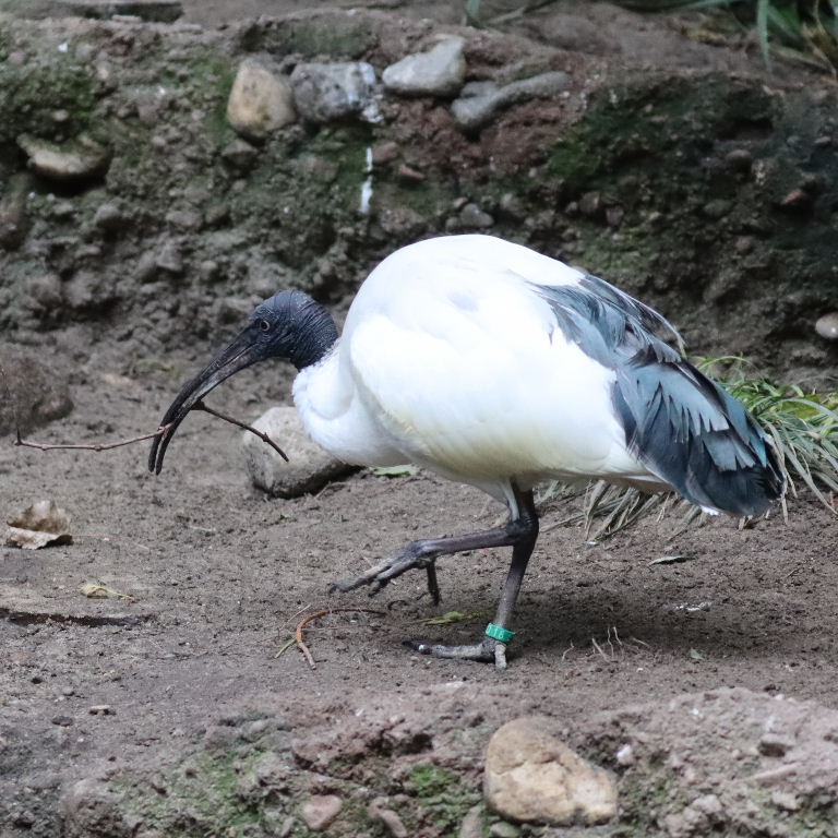 Malagasy Sacred Ibis