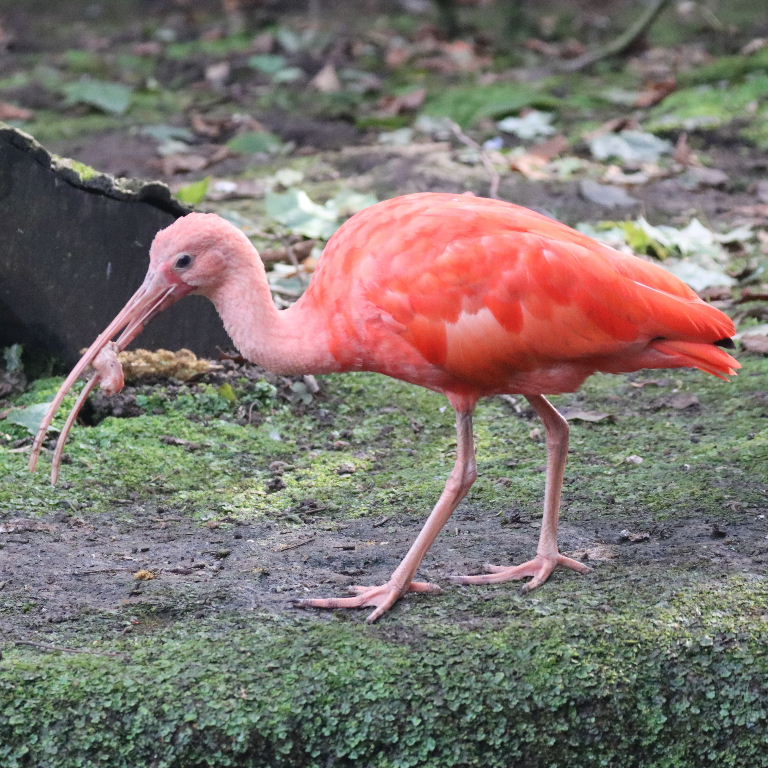 young Scarlet Ibis