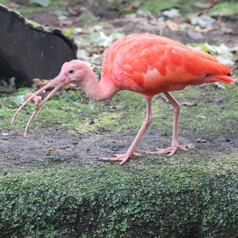 young Scarlet Ibis