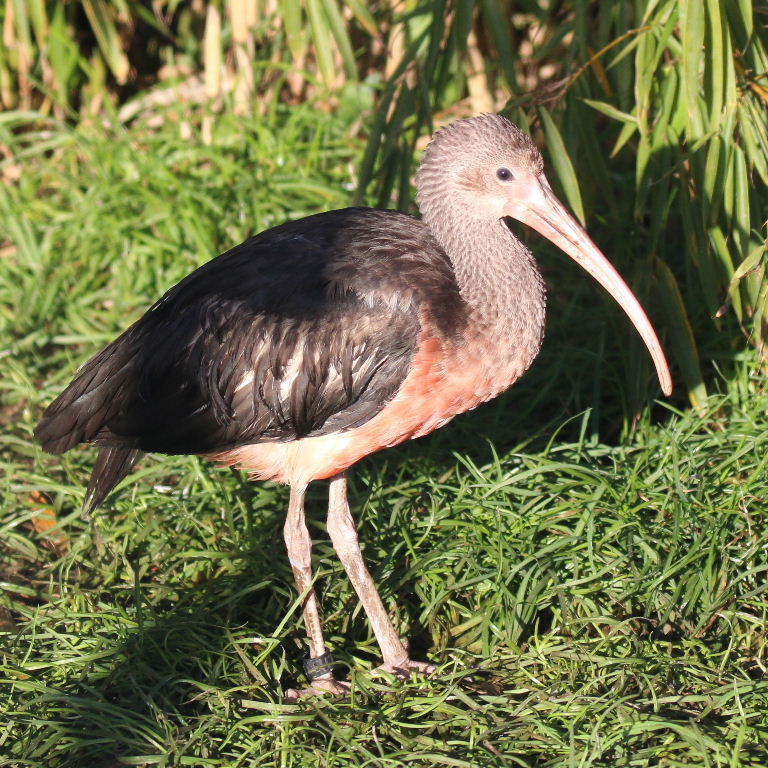Scarlet Ibis Juvenile Scarlet Ibis Juvenile