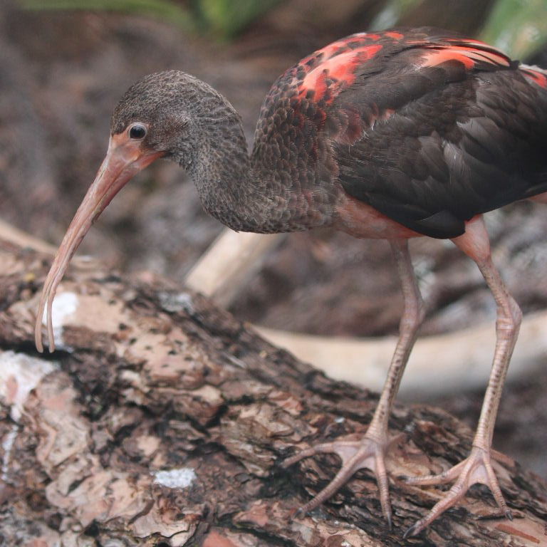 Scarlet Ibis Juvenile Scarlet Ibis Juvenile
