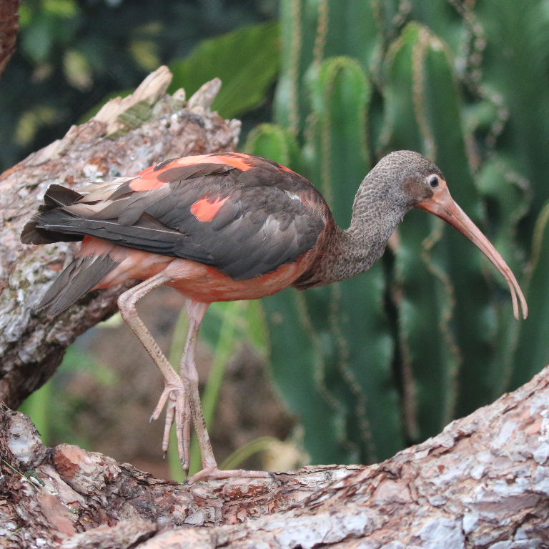 Scarlet Ibis Juvenile Scarlet Ibis Juvenile