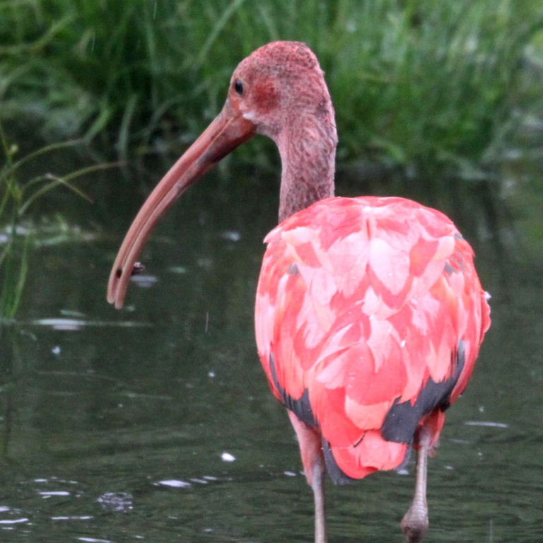 Scarlet Ibis Juvenile Scarlet Ibis Juvenile