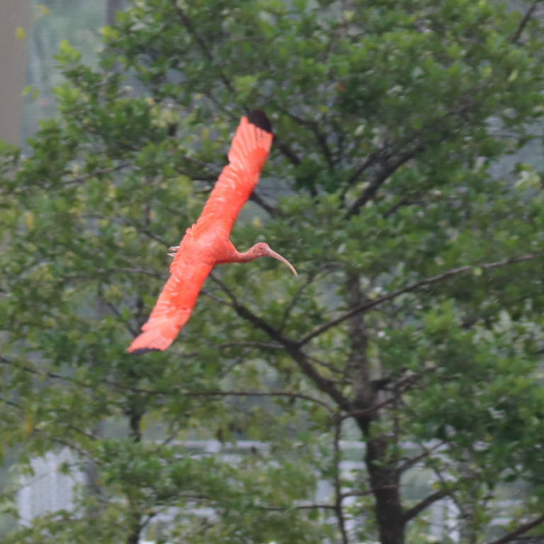 Scarlet Ibis in flight