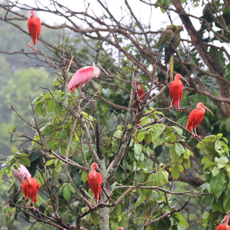 Scarlet Ibis roosting with spoonbill and macaw