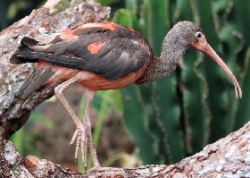 Scarlet Ibis juvenile