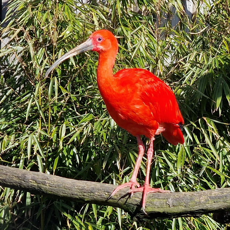 Scarlet Ibis