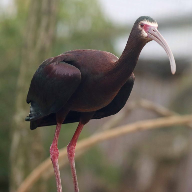 White-faced Ibis