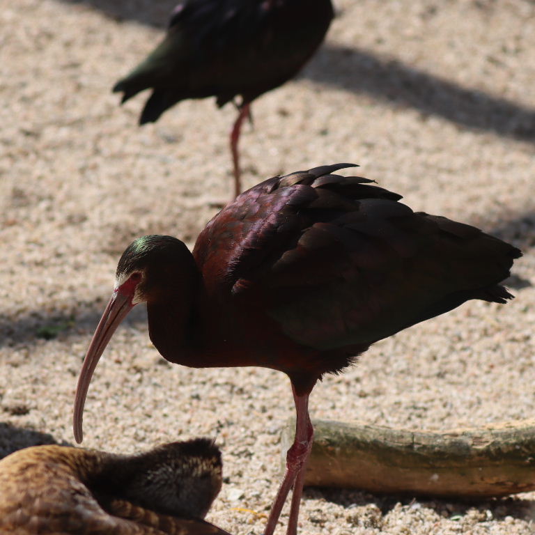 White-faced Ibis
