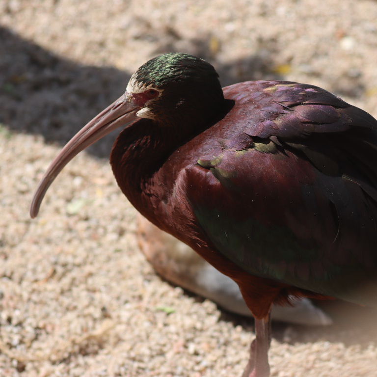 White-faced Ibis