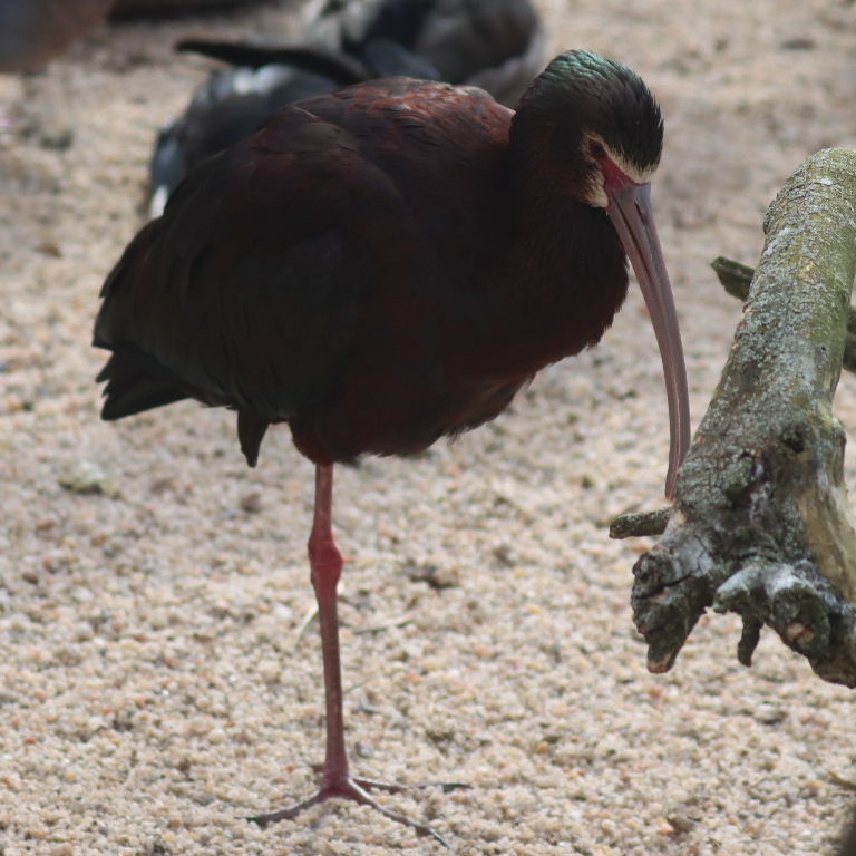 White-faced Ibis