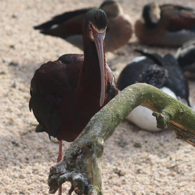 White-faced Ibis