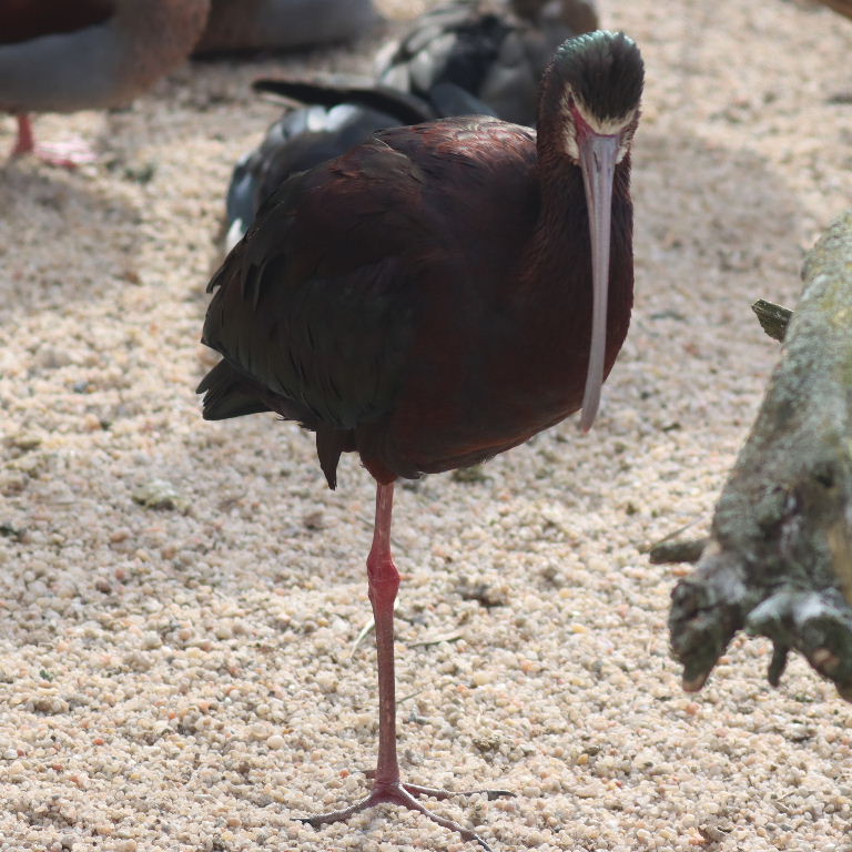 White-faced Ibis