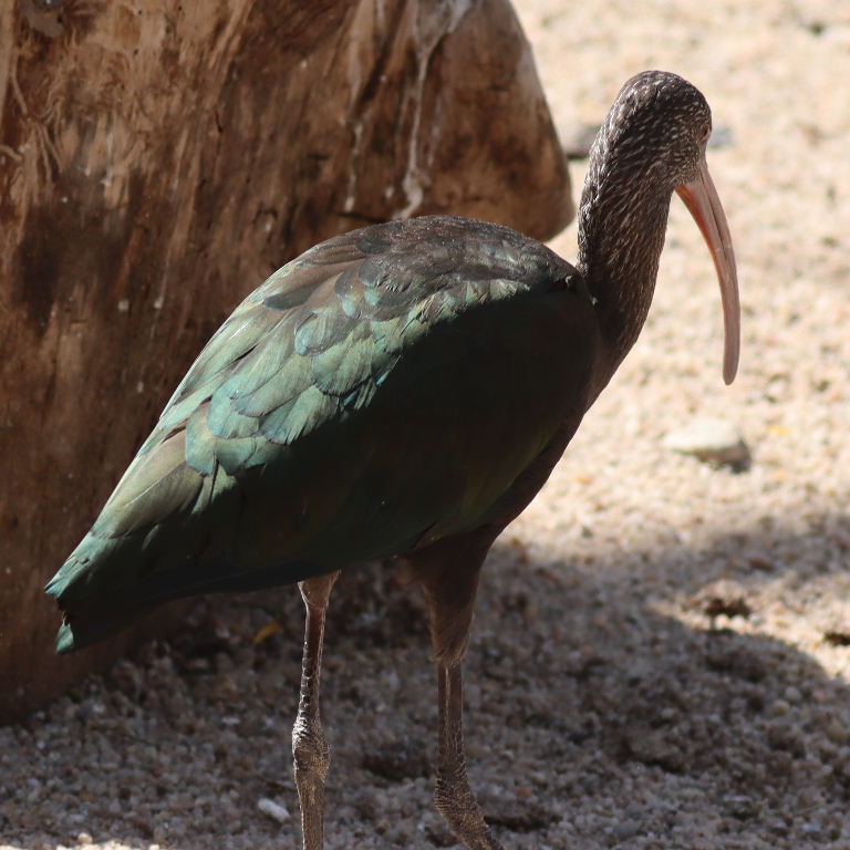 White-faced Ibis non-breeding