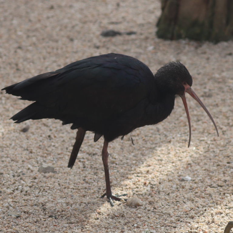 White-faced Ibis non-breeding