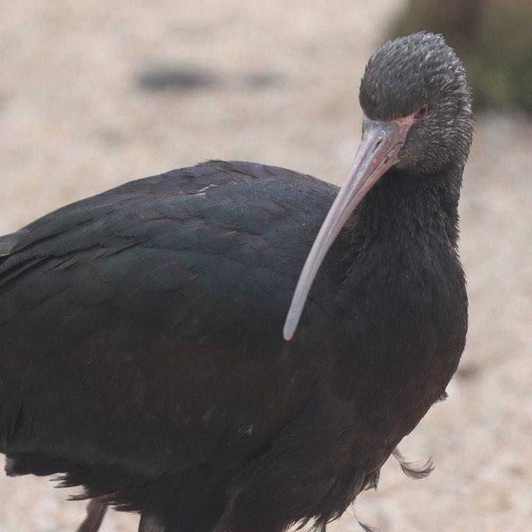 White-faced Ibis non-breeding