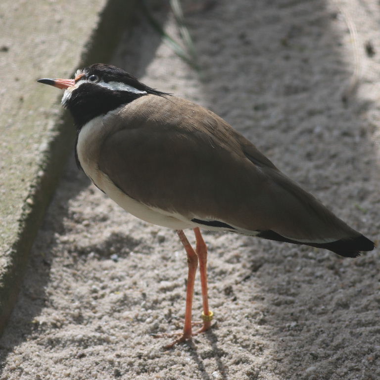 Black-headed Lapwing