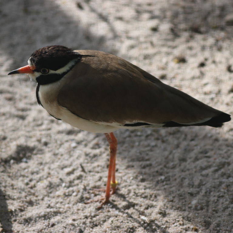 Black-headed Lapwing