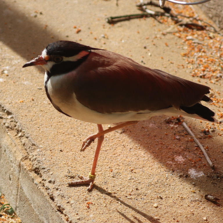Black-headed Lapwing